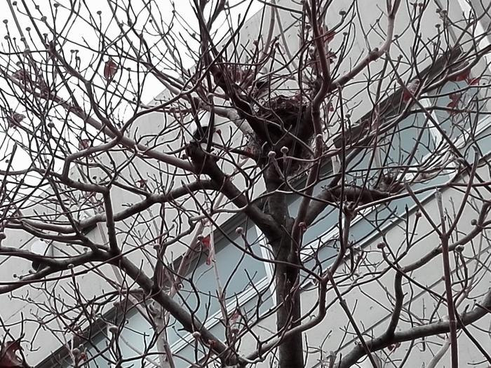 190211枯れ木の鳥の巣.jpg